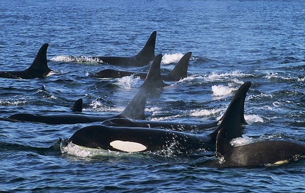 killer whales in the wild
