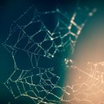 Spiderweb Network