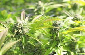 What are Cannabis Strains and What Does High-CBD Cannabis Mean