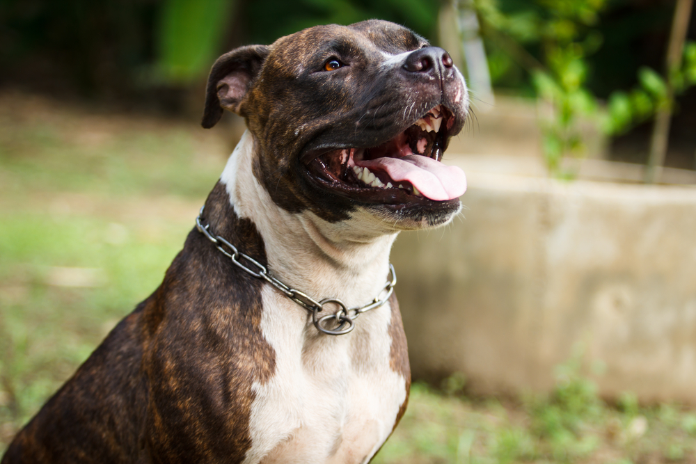 are pitbulls good with kids