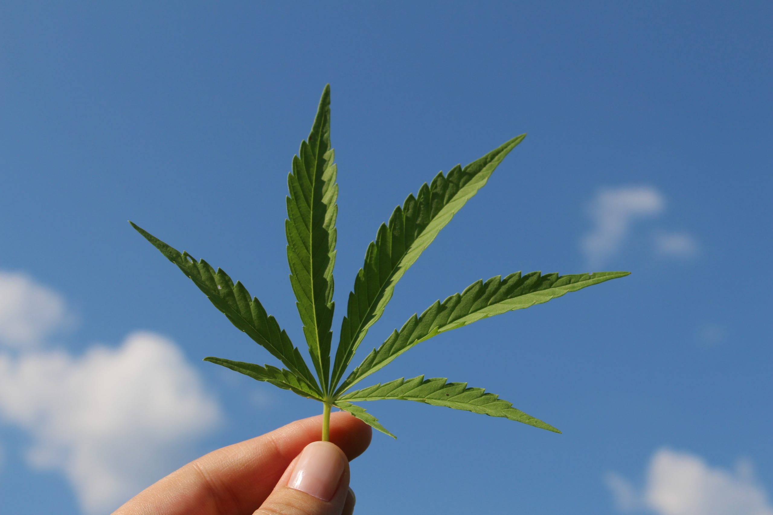 hemp leaf, cannabis sativa, hemp plant