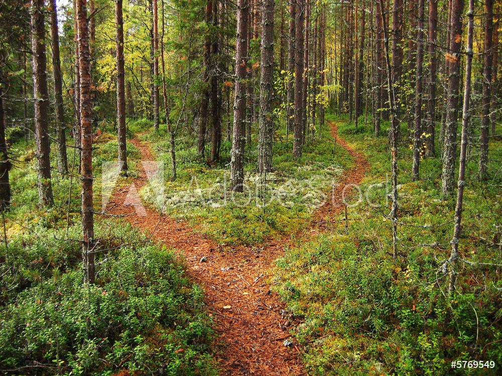 Crossroads in the forest