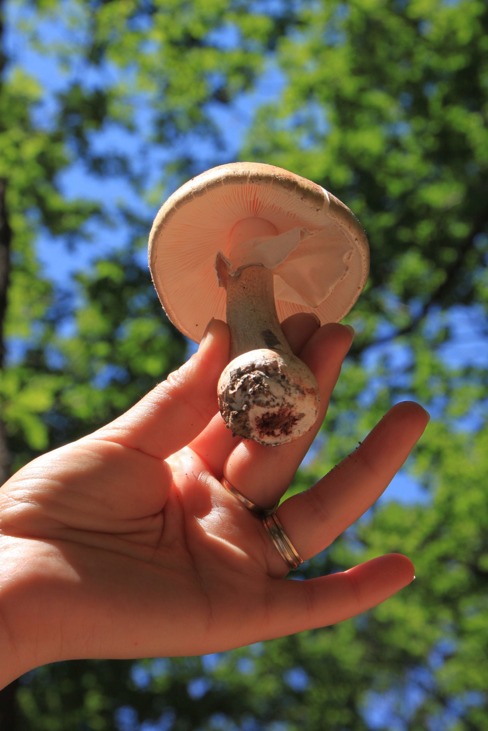 mushroom, holding, hold