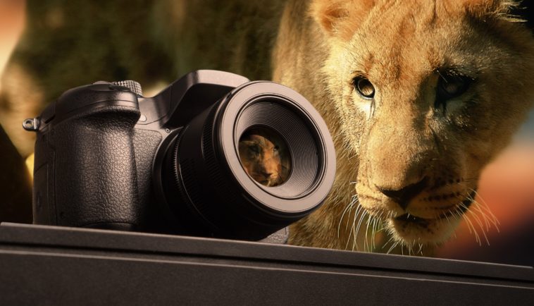 photography, lion, animal