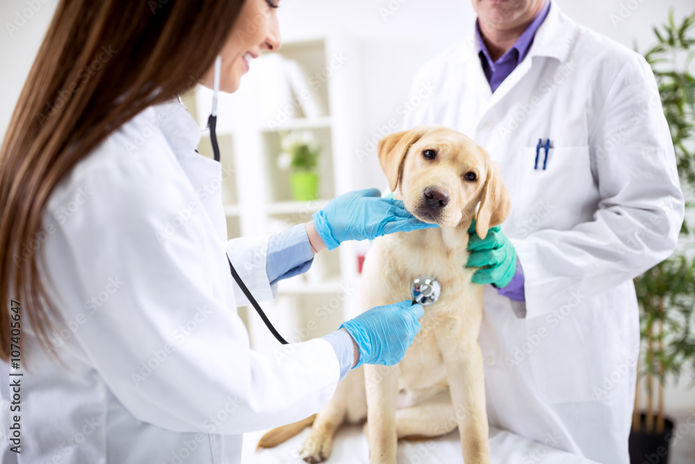Smiling veterinary examining dog